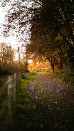 A dirt path curves through autumn trees at sunset